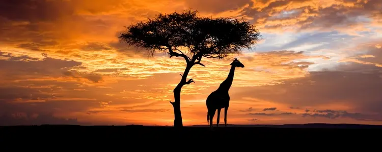 Kenya & Tanzania Safari Expedition with Masai Mara National Reserve