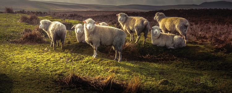 Irish Escape