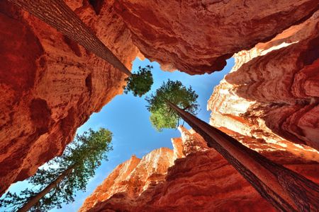 Giant-redwoods.jpg
