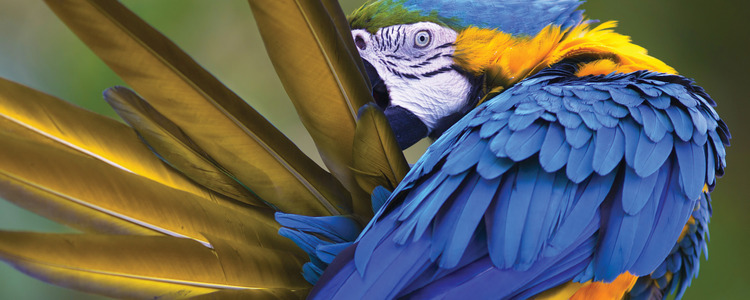South American Odyssey with Amazon
