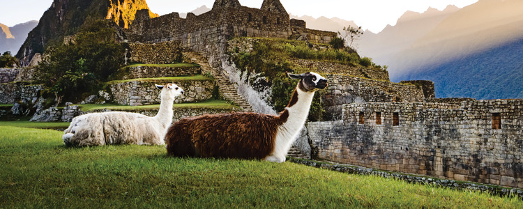 Local Woman with her Baby Llama in Cusco - Picture of Evolution